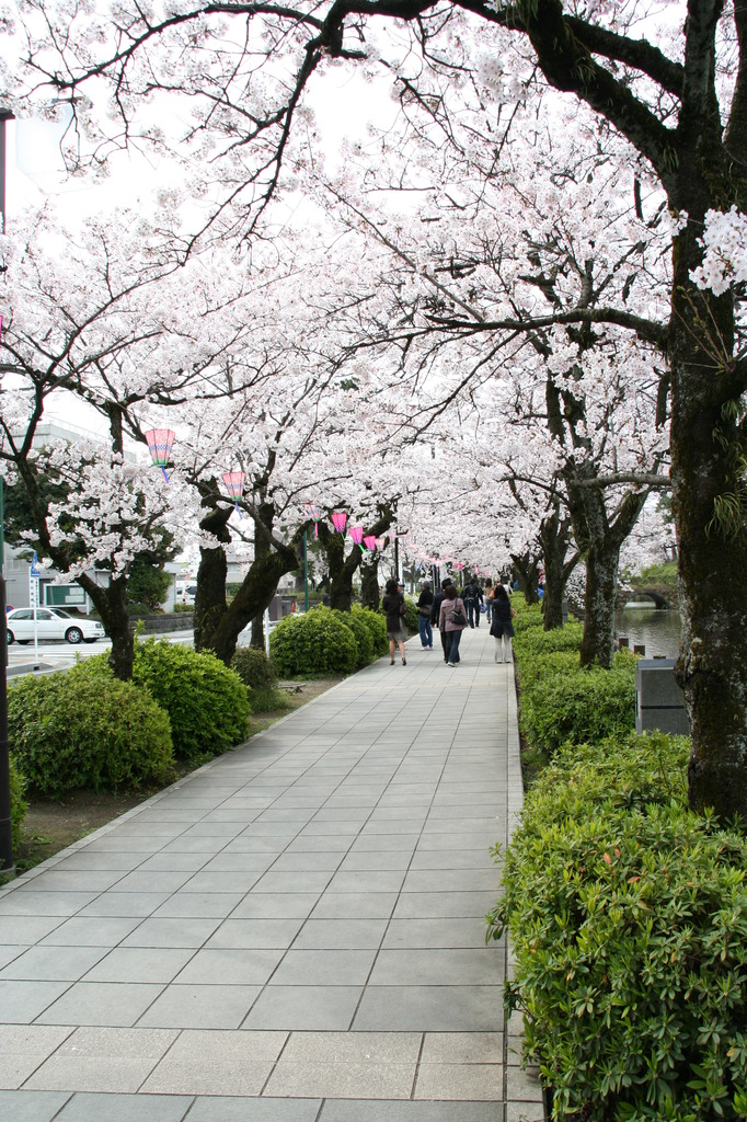 桜みち