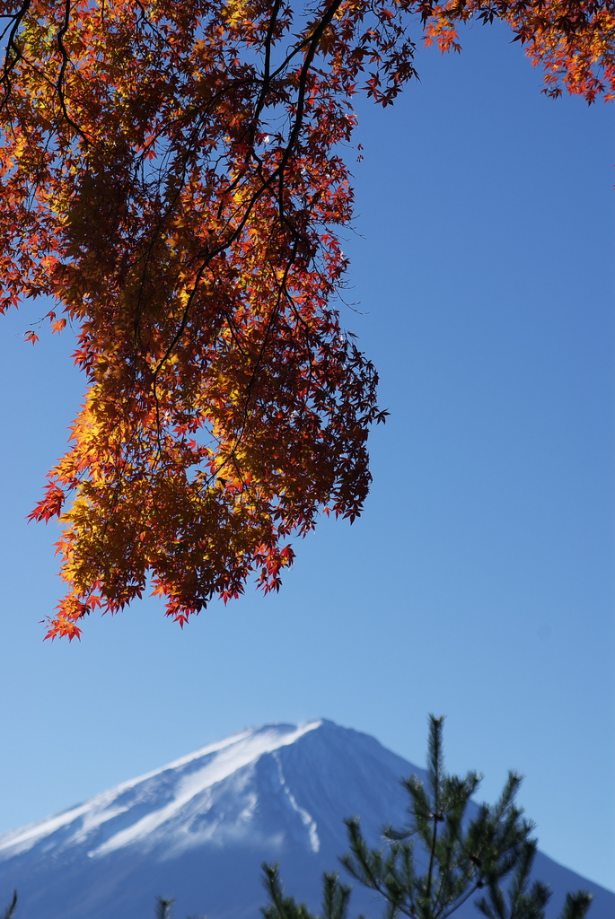 紅葉