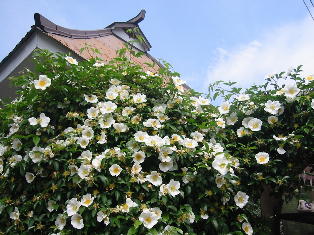 花景色