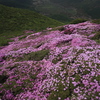 雲上のお花畑２