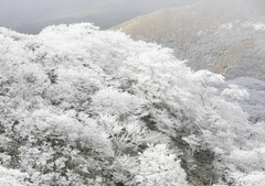 ナベ谷の霧氷（久住山系）