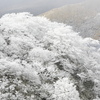 ナベ谷の霧氷（久住山系）