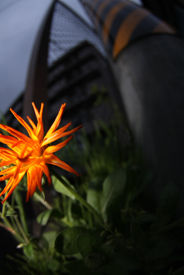 野に咲く花のように