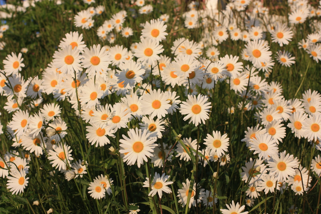 この花の名前はなんていうんだっけ？