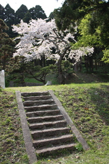 石段　と　桜