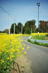 菜の花道