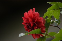 赤い花