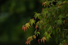 滴る雨