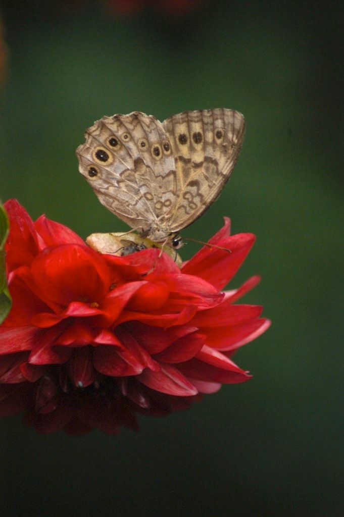 Butterflyオン・ザ・赤い花