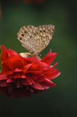 Butterflyオン・ザ・赤い花