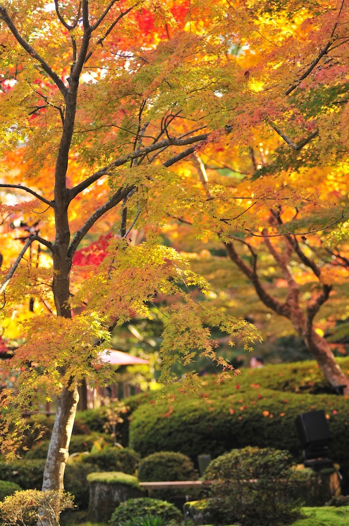 円通院の紅葉