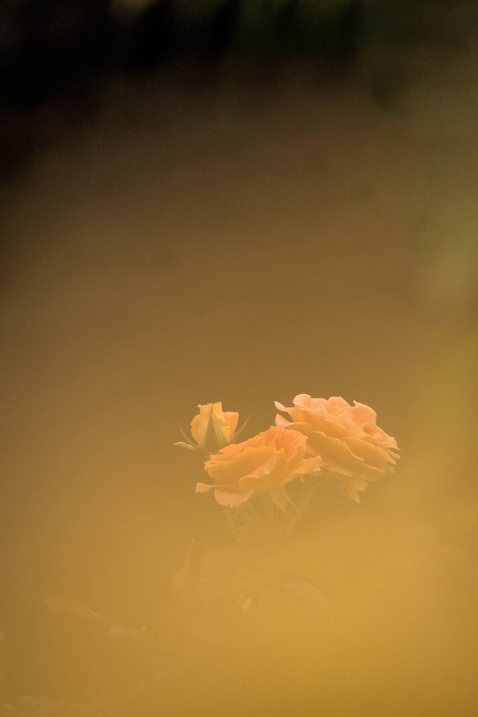 薔薇の香りに包まれて