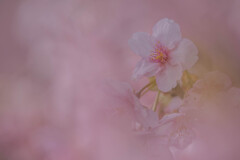 春色桜児誉美１３