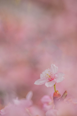 春色桜児誉美１５