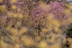蝋梅と河津桜