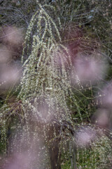 春色梅児誉美３４