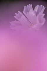 マイクロフォーサーズはボケない15