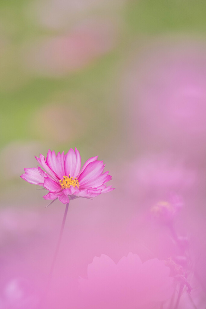 マイクロフォーサーズはボケない１３