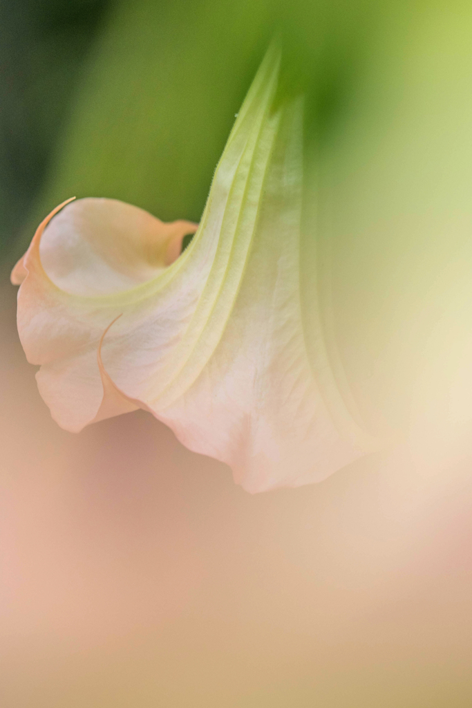 マイクロフォーサーズはボケない１４