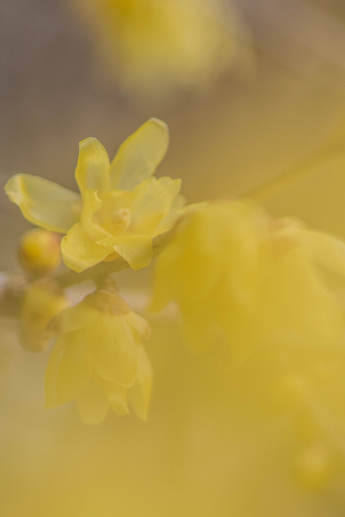 とろーりとろとろ