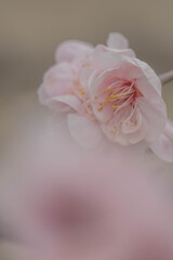 春色梅児誉美３３