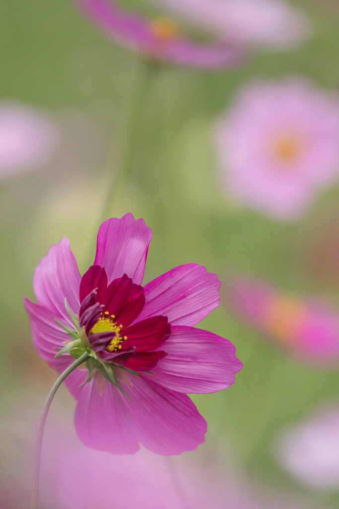 背中合わせの恋だから