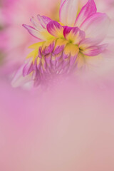 マイクロフォーサーズはボケない10