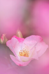 マイクロフォーサーズはボケない１１