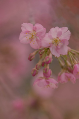 春色桜児誉美１４