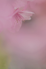 春色桜児誉美７