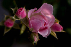 ブローチの様に