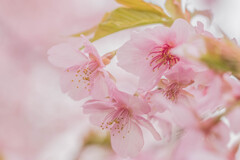 春色桜児誉美１１