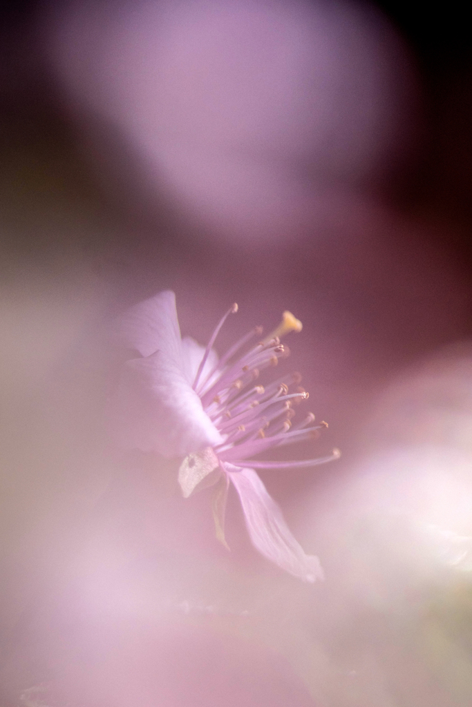 マイクロフォーサーズはボケない１６