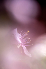 マイクロフォーサーズはボケない１６