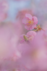 春色桜児誉美９