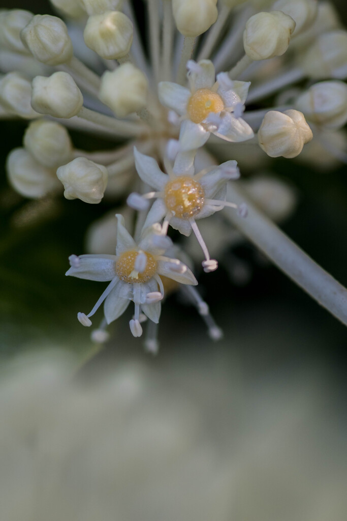 ヤツデの小宇宙