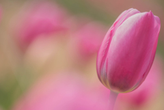 愛すチューリップ