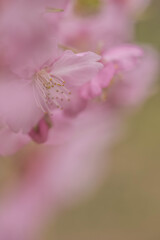 春色桜児誉美３