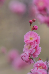 春色梅児誉美35