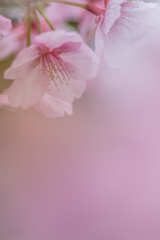 春色桜児誉美８