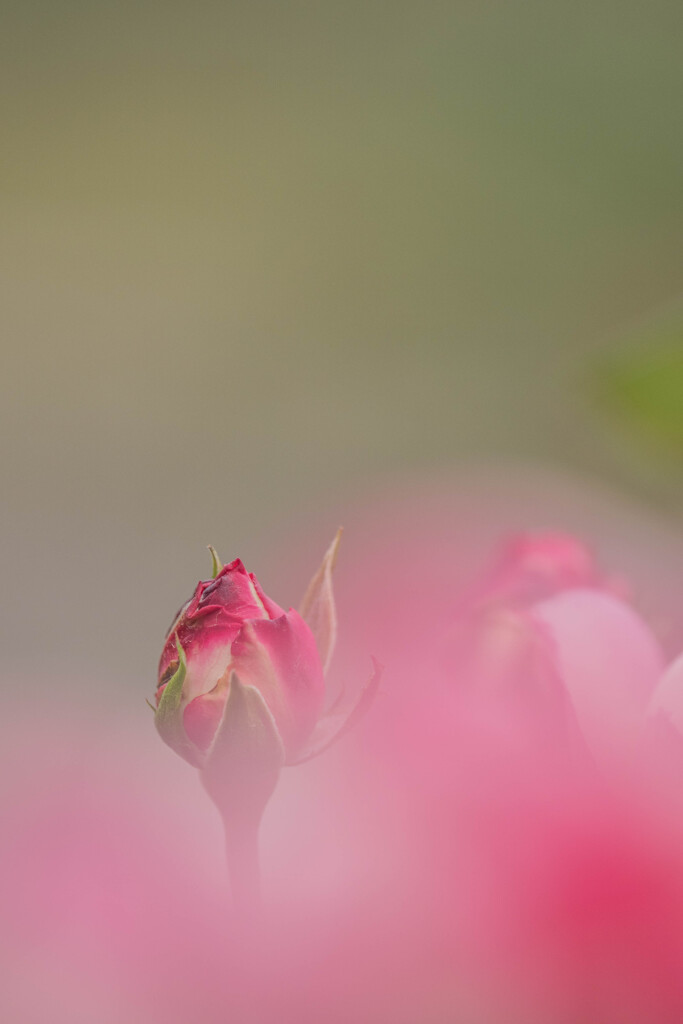 マイクロフォーサーズはボケない１２