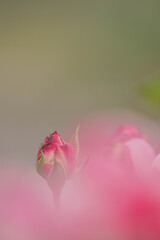 マイクロフォーサーズはボケない１２