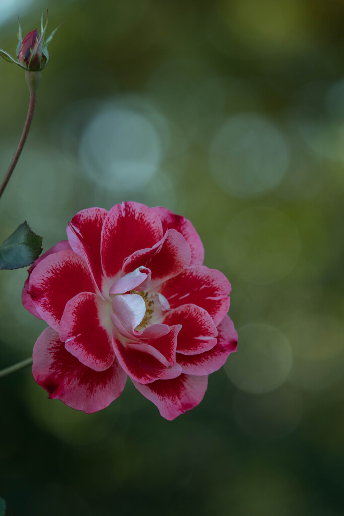 まだ咲いてます