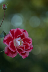 まだ咲いてます