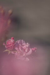 マイクロフォーサーズはボケない１７