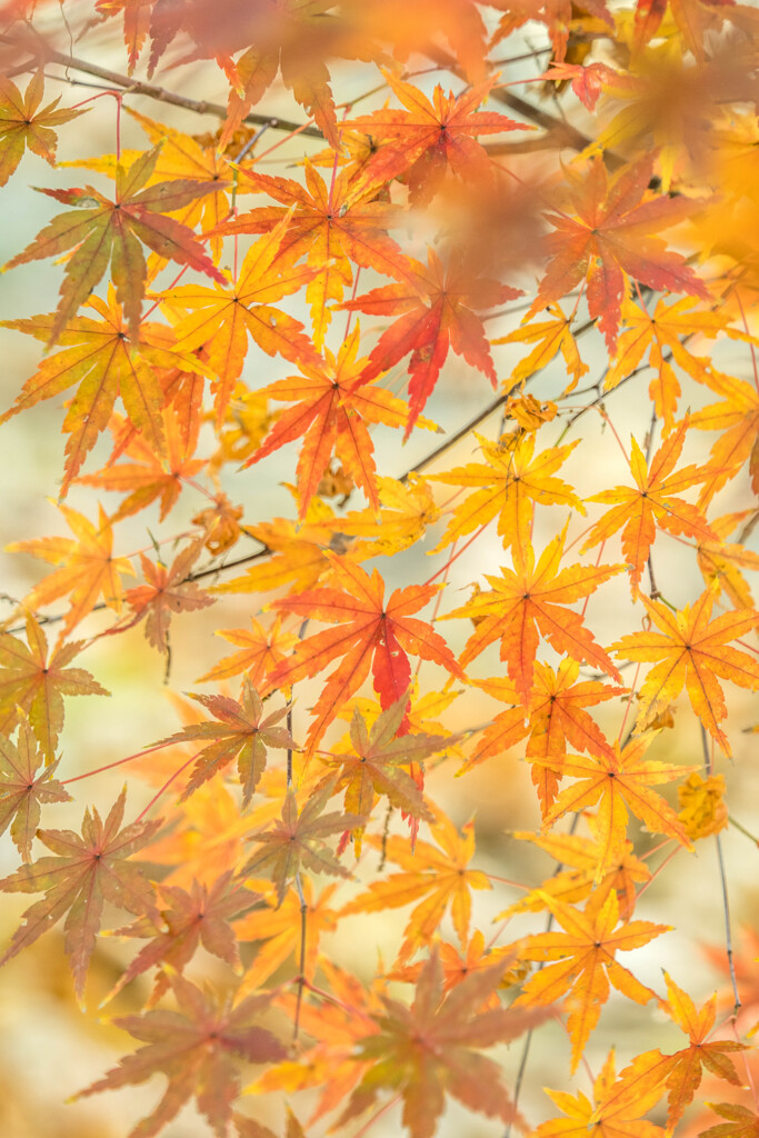 晩秋のきらめき