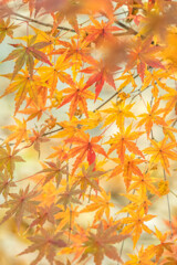 晩秋のきらめき