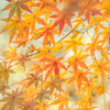 晩秋のきらめき