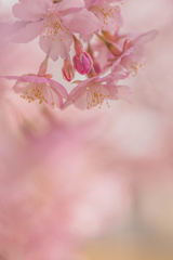 春色桜児誉美１０