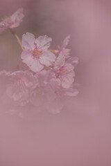 春色桜児誉美１２